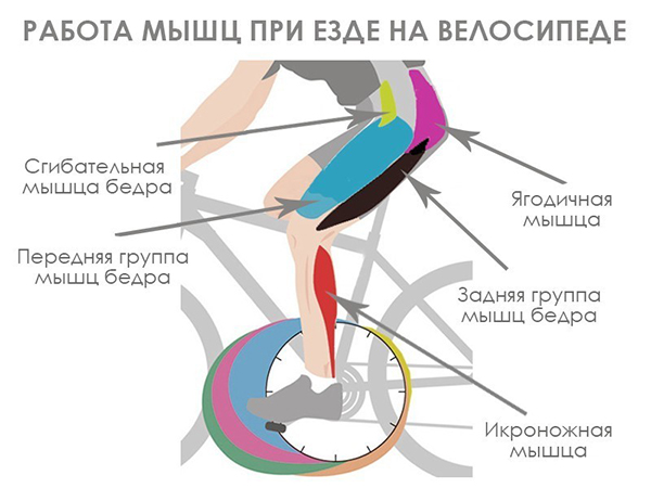 работы мышц ног на вело